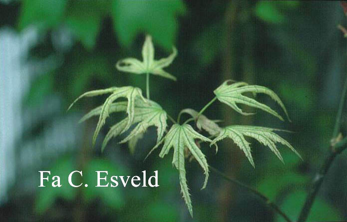 Acer palmatum 'Sawa chidori'