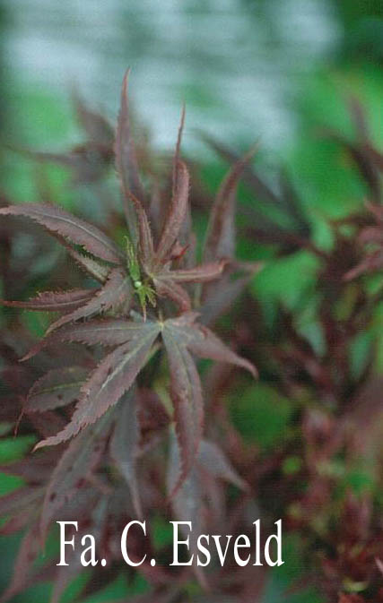 Acer palmatum 'Aratama'