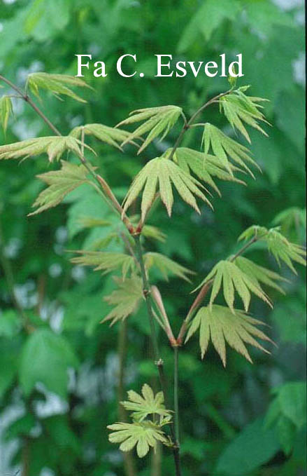 Acer shirasawanum 'Autumn Moon'