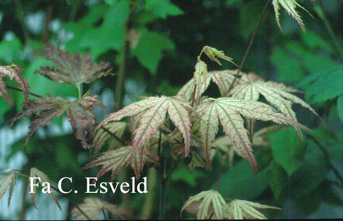 Acer palmatum 'Reticulatum Como'