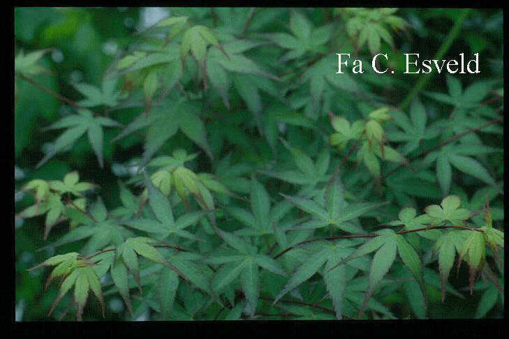 Acer palmatum 'Komachi hime'