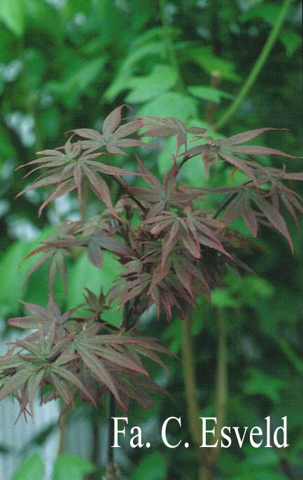 Acer palmatum 'Brandt's Dwarf'