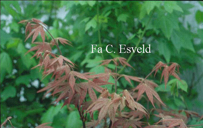 Acer palmatum 'Masu murasaki'
