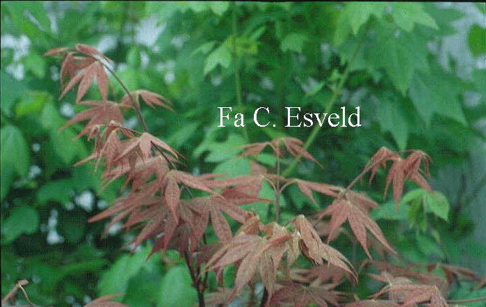 Acer palmatum 'Masu murasaki'