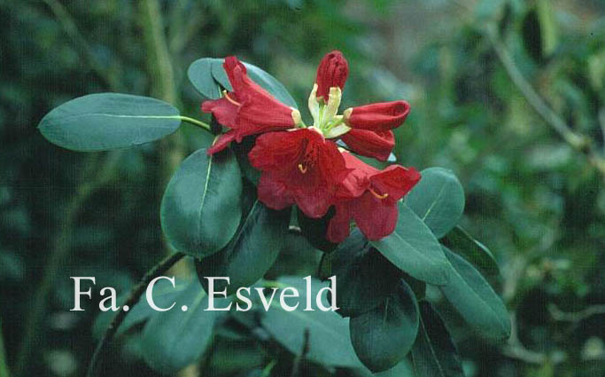 Rhododendron thomsonii