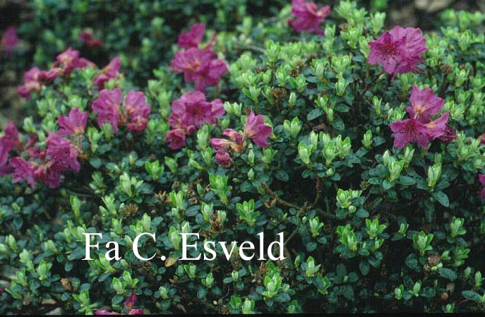 Rhododendron saluenense 'Savill Garden' (5998)