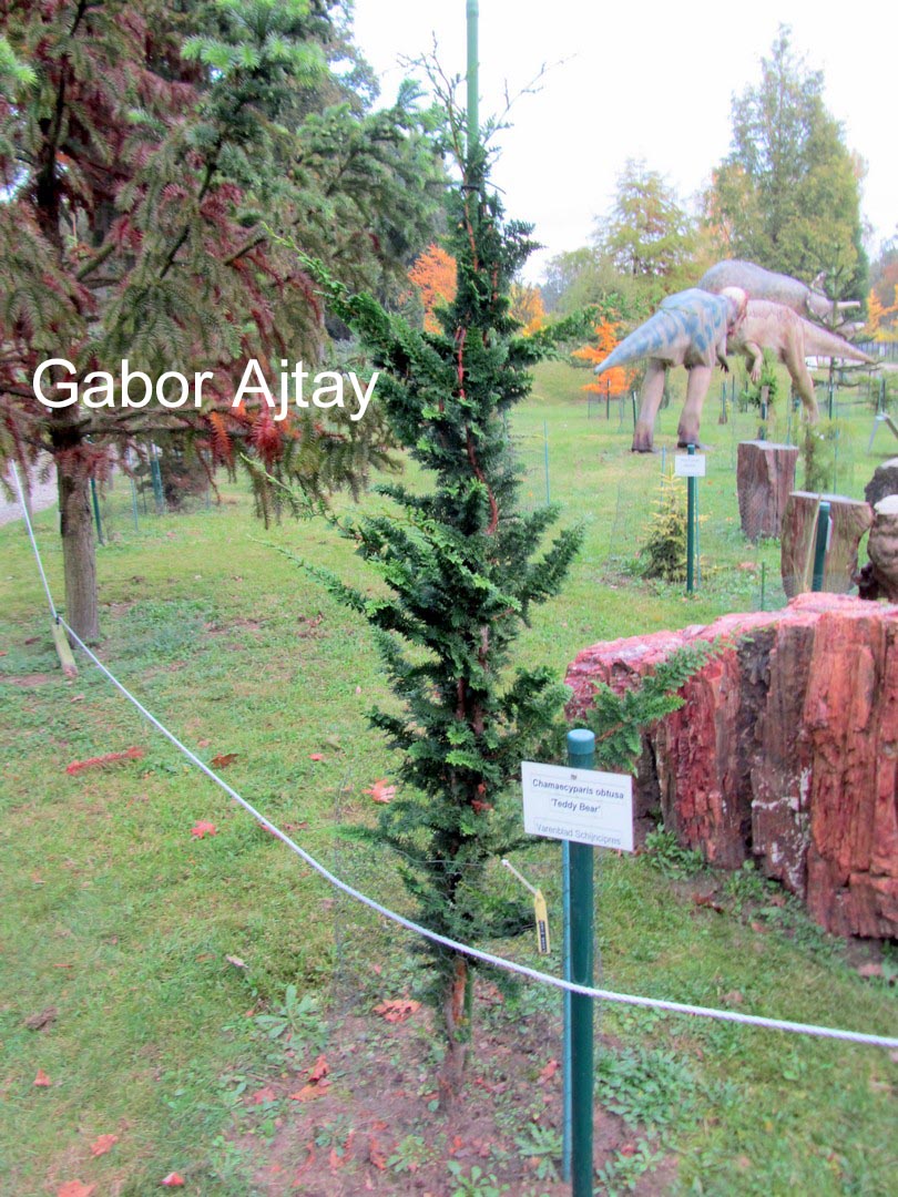Chamaecyparis obtusa 'Teddy Bear'