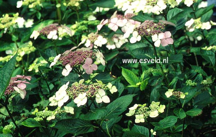 Hydrangea macrophylla 'Aduarda'