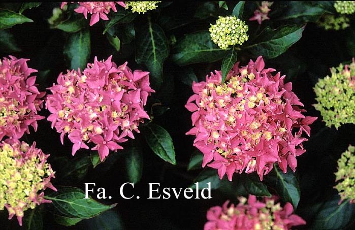 Hydrangea macrophylla 39;Pia39;