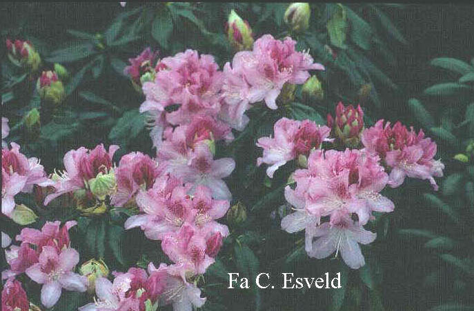 Rhododendron 'Cheer'