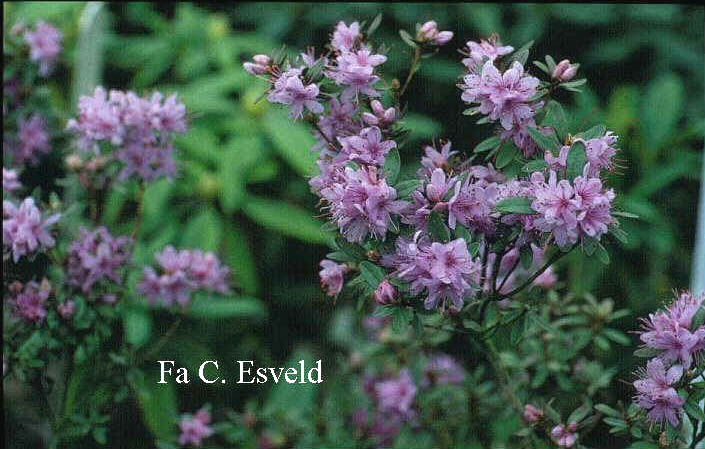 Rhododendron dasypetalum