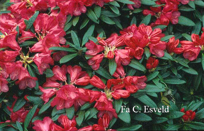 Rhododendron 'Parsifal'