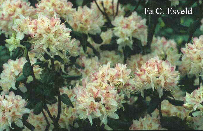 Rhododendron racemosum 'Apricot Beauty'