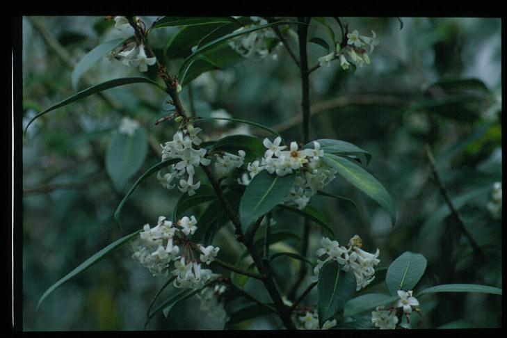 Osmanthus suavis