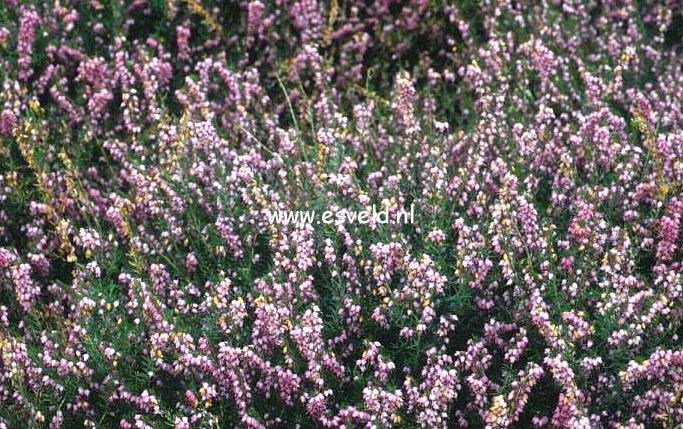 Erica darleyensis 'Ghost Hills'