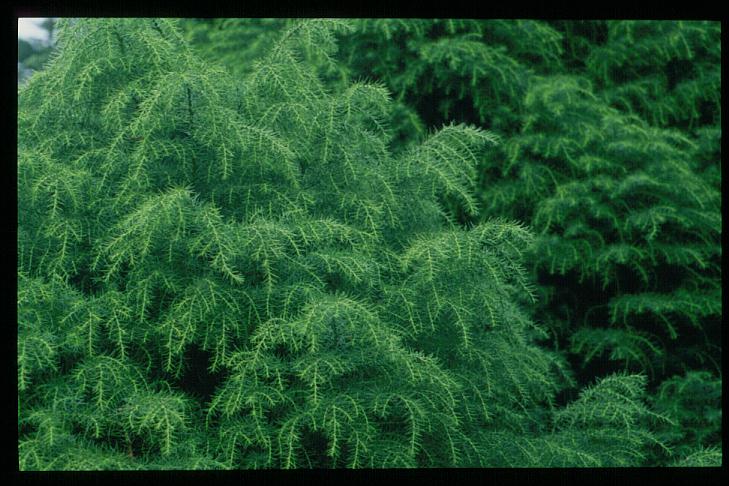 Cryptomeria japonica 'Elegans Viridis'