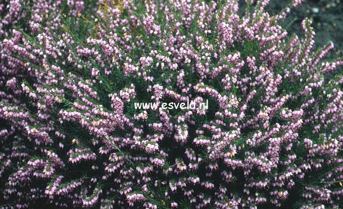 Erica darleyensis 'Darley Dale'