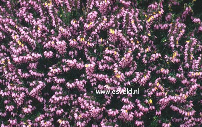 Erica darleyensis 'J.W. Porter'
