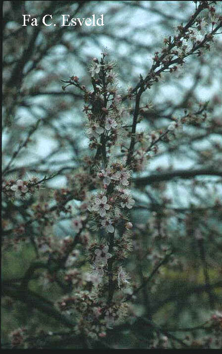 Prunus spinosa 'Purpurea'