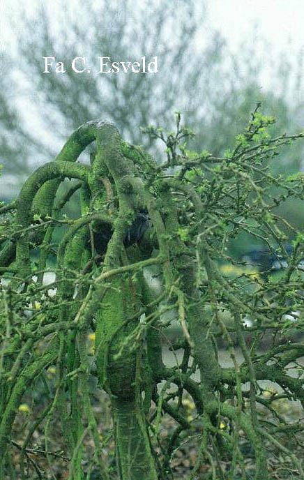 Caragana arborescens 'Pendula'