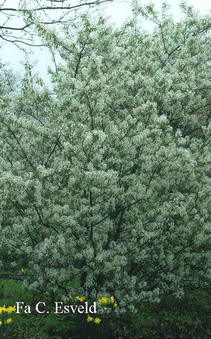 Amelanchier lamarckii