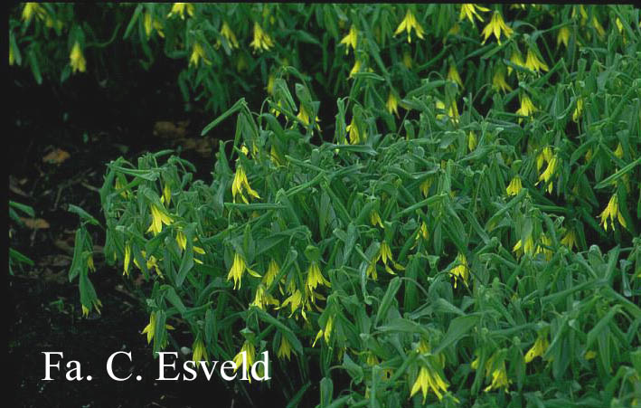 Uvularia grandiflora