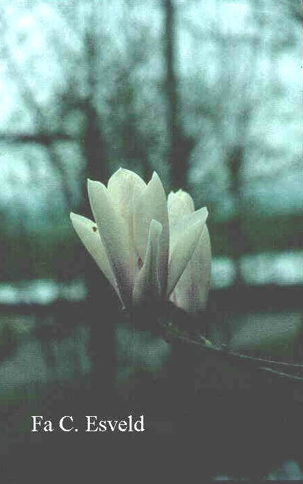 Magnolia 'Peppermint Stick'