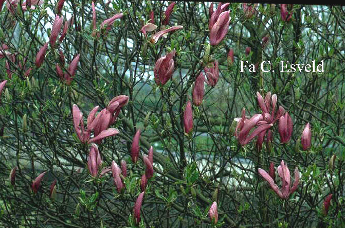 Magnolia 'Susan'