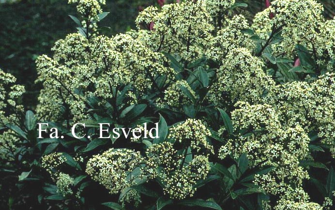 Skimmia japonica ssp. reevesiana 'Ruby King'
