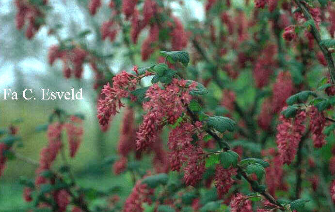 Ribes sanguineum 'Pulborough Scarlet'