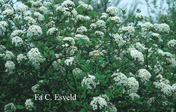 Viburnum burkwoodii