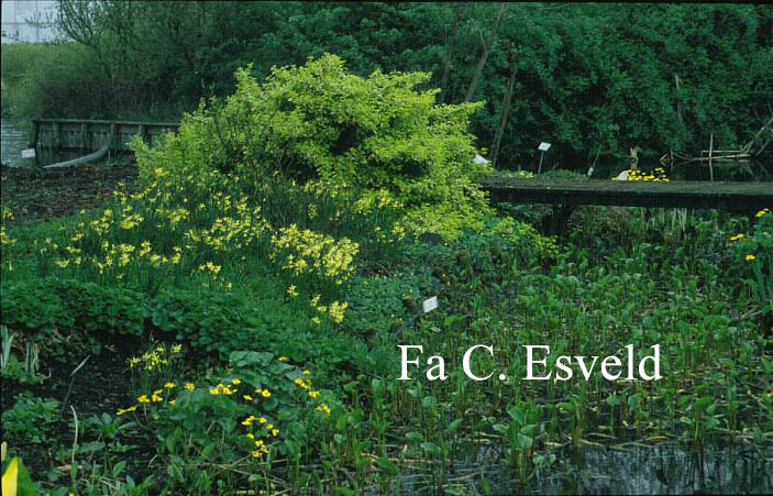 Euonymus fortunei 'Emerald & Gold'