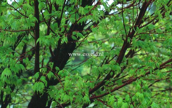 Acer palmatum 'Sango kaku'
