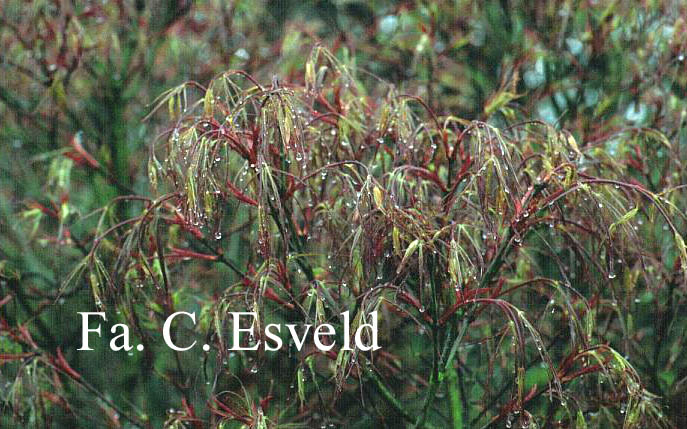 Acer palmatum 'Red Pygmy'