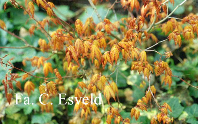 Acer palmatum 'Akane'