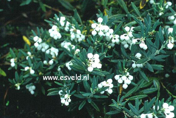 Andromeda polifolia 'Alba'