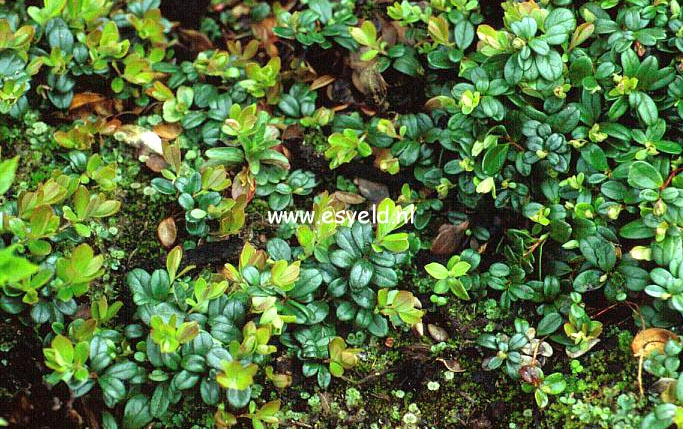 Plantentuin Esveld