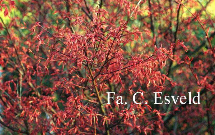 Acer palmatum 'Beni maiko'