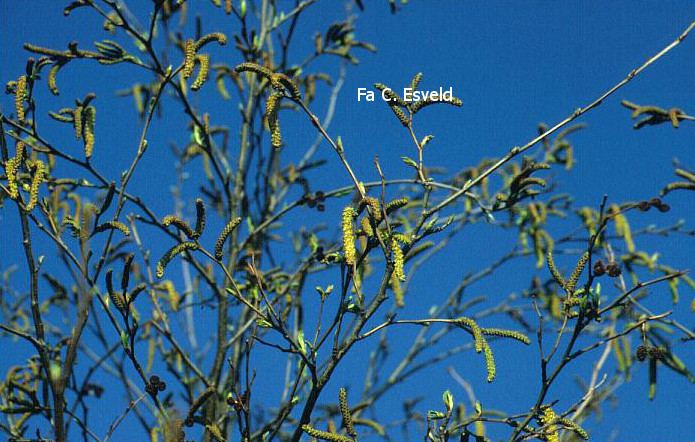 Alnus serrulata
