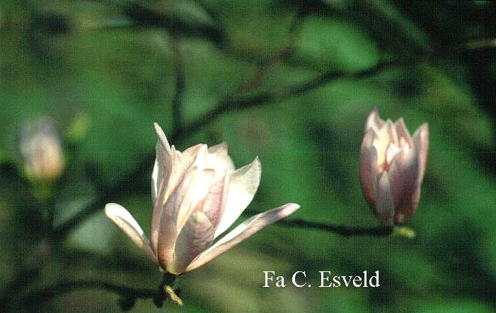 Magnolia stellata 'Royal Star'