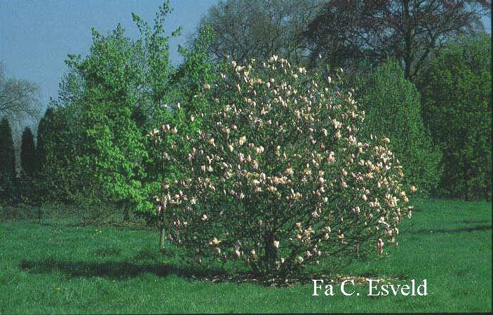 Magnolia 'Pinkie'