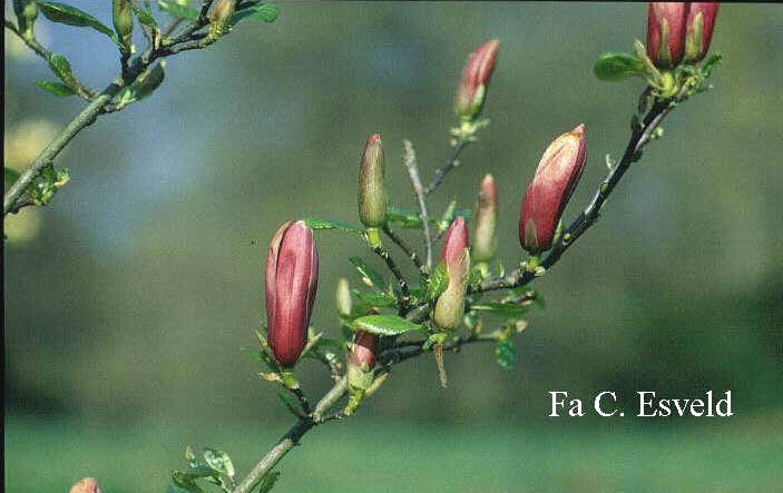 Magnolia liliiflora 'Nigra'