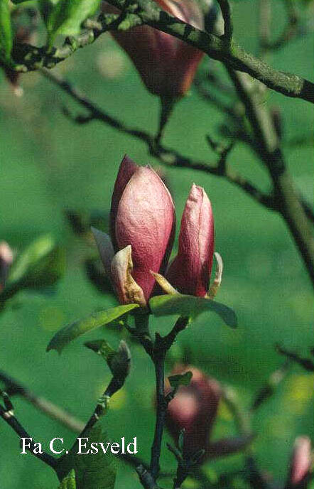 Magnolia 'Joe McDaniel'