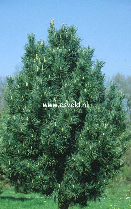 Pinus cembra 'Compacta Glauca'