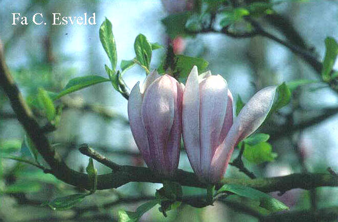 Magnolia 'Royal Crown'