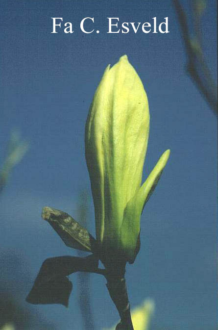 Magnolia 'Limelight'
