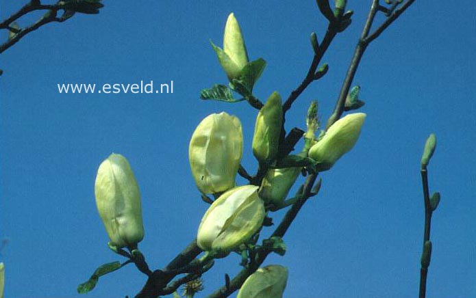 Magnolia brooklynensis 'Yellow Fever'