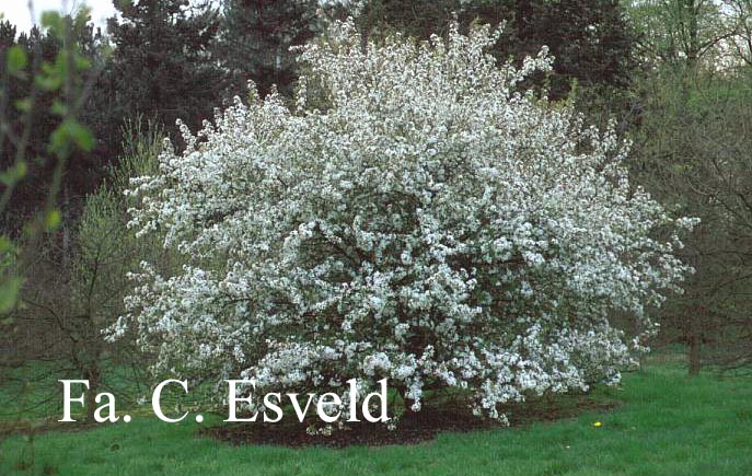 Malus hupehensis