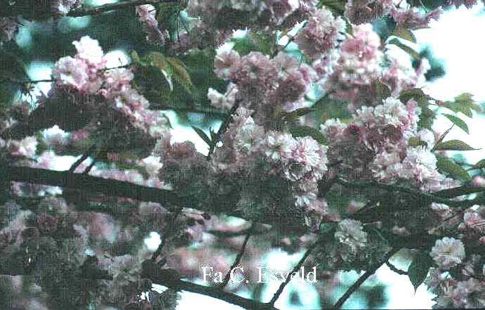 Prunus serrulata 'Kanzan'