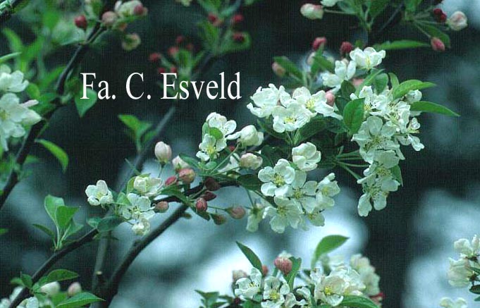 Malus 'Evereste' (PERPETU)